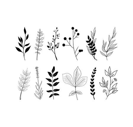 Vector sketch illustration. Palm foliage. Continuous line drawing. Vector outline illustration. Palm leaves.のイラスト素材