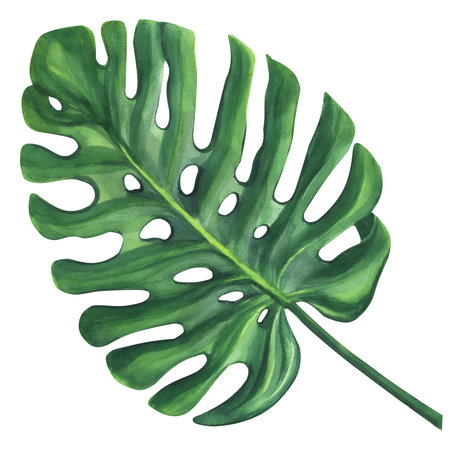 Green leaf of mostera palm. Jungle, tropical, exotic, foliage. Botanical print. Hand-drawn watercolor illustration isolated on white backgroundの写真素材