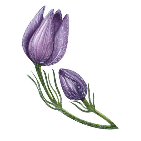 First spring wild flower purple Pulsatilla, Eastern pasqueflower, prairie crocus, cutleaf anemone, rock lily. Watercolor illustration isolated on white backgroundの写真素材