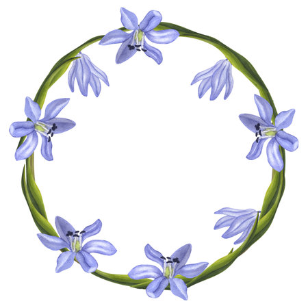 Round frame wreath forest blue flowers Scilla Siberica bifolia. Hand drawn watercolor painting on white background. For creating invitations, greeting and wedding cardsの写真素材