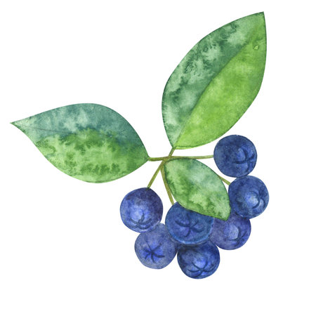 Bunch of chokeberry aronia berry green leaves. Botanical drawing. Hand-drawn watercolor illustration isolated on white background. Design elementの写真素材