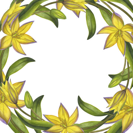 Round frame yellow Bieberstein tulip. Lily. Early blooming. Spring flower. Hand-drawn watercolor illustration isolated on white background. For use card, poster, label, scrapbook, logoの写真素材