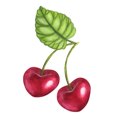 Fresh ripe red cherry berries with a green leaf. Botanical painting. Hand drawn illustration...