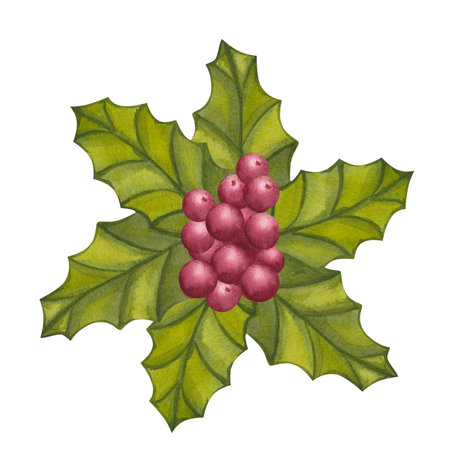 Holly leaves with red berries. Traditional plant for Christmas decoration. Happy New Year! Hand drawn watercolor illustration isolated on white background. For printing postcards, stickersの写真素材