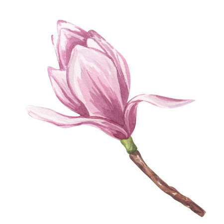 Pink magnolia flower bud. Blooming peony floral clipart. Hand drawn watercolor illustration isolated on white background. Botanical element for wedding invitation, save the date, greeting designの写真素材