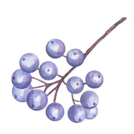 Blue dogwood berries on a branch. Greenery foliage blueberry clipart, butterfly, pink apple flower. Hand drawn watercolor illustration background. Botanical element for wedding invitationの写真素材