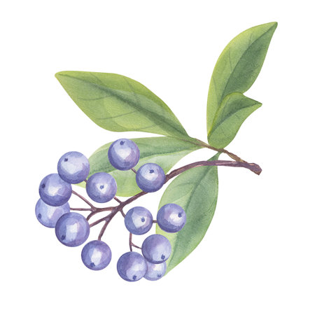 Blue dogwood berries on a branch. Greenery foliage blueberry clipart, butterfly, pink apple flower. Hand drawn watercolor illustration background. Botanical element for weddingの写真素材