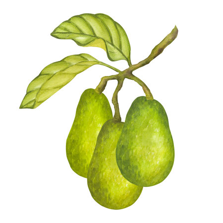 Avocado whole ripe green fruits on a branch with leaves. Botanical vegetable clipart. Vegan dietary food painting. Hand drawn watercolor illustration isolated on white background. For menu design, kitchen utensilsの写真素材