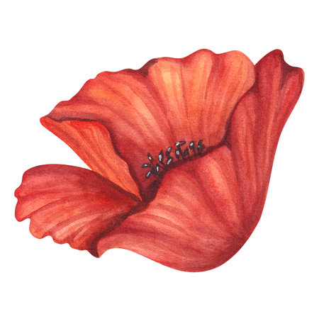 Red poppy petals black stamens flower. Meadow wild blossom, field blooming plants clip art. Hand drawn watercolor illustration isolated on white background. For Memorial day designs, cards, postersの写真素材