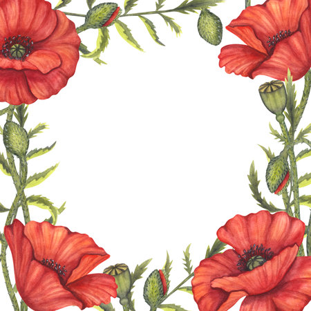Red poppy flowers frame. Memorial Day, Anzac in Australia. Meadow wild blossom, field blooming. Hand drawn watercolor illustration isolated background. Template for invitations, wedding, festivalの写真素材