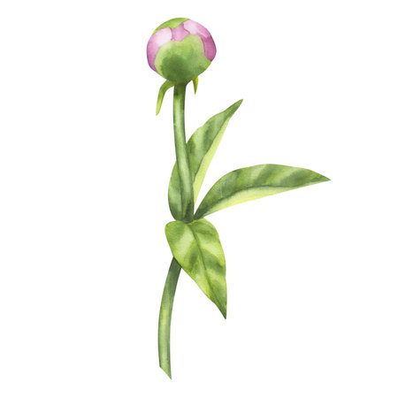 Peony pink bud flower. Floral print with petals, green leaves stems. Hand drawn watercolor illustration isolated background. For printing postcards, invitations, textile, clothes, greeting cardsの写真素材