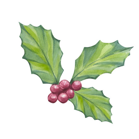 Holly leaves with red berries. Traditional plant for Christmas decoration. Happy New Year! Hand drawn watercolor illustration isolated on white background. For printing postcards, stickersの写真素材