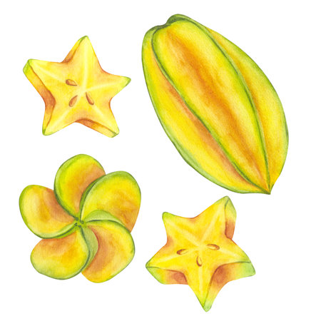 Starfruit watercolor set whole and slice yellow tropical fruit. Averrhoa carambola or Bilimbi. Botanical exotic star apple. Hand drawn illustration isolated white background. For menu, recipes, logoの写真素材
