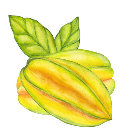 Watercolor starfruit. Averrhoa carambola or Bilimbi. Whole yellow fruit with green leaf foliage. Botanical exotic star apple. Hand drawn illustration isolated on white background. For menuの写真素材