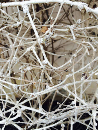 White branches in gardenの素材