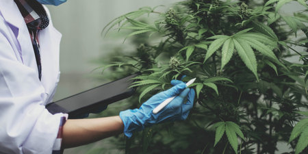 An Asian woman Agriculturist, Researcher, Farmer or Gardener recording cannabis cultivation data on a tablet to improve quality, under the soft of sunlight.の写真素材