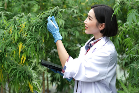 A scientist examines cannabis with a tablet in his hands. Medical research of marijuana leaves plants.の写真素材