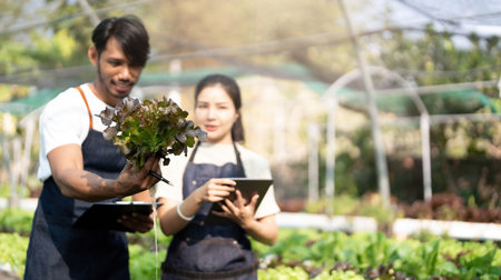 Gardener harvesting lettuce in garden. Team of Asian farmers working in garden. Man and woman using digital hydroponic technology.の写真素材