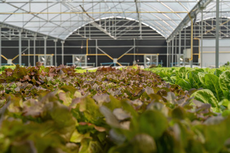 Fresh salad vegetable in the garden, organic vegetable, hydroponic vegetable grown in a greenhouse,...