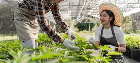 Couple Enjoying Gardening Together with Herbs and Cannabis in a Greenhouse Setting for a Sustainable...