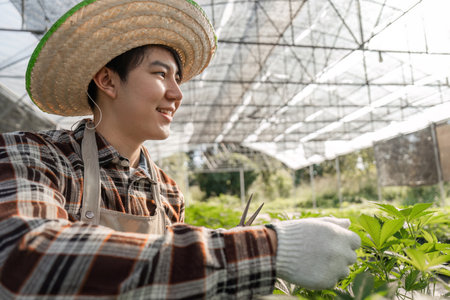 Happy gardener trimming cannabis plants in a bright greenhouse, showcasing dedication and passion for growthの写真素材