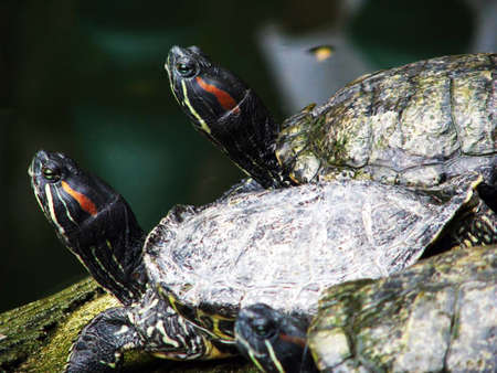 Three turtles