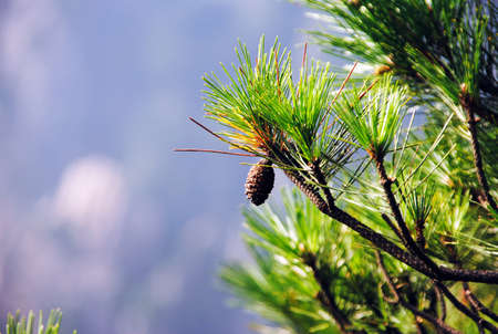A pine coneの写真素材