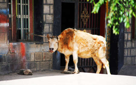 yak imageのeditorial素材