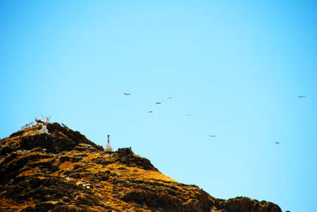 flying birdsの写真素材