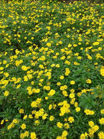 yellow flowersの素材