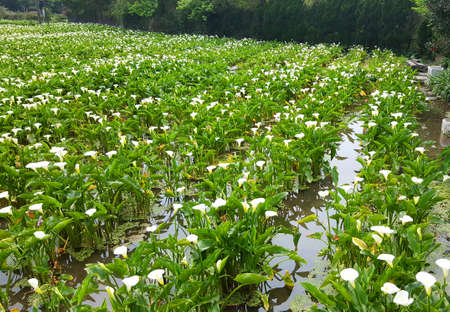 calla lilyの写真素材