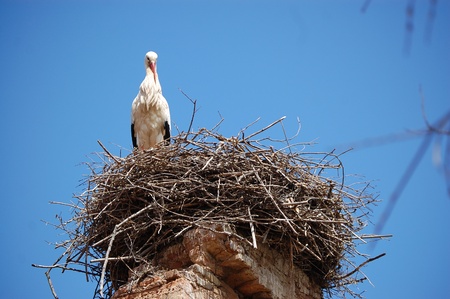 White stork on its nest