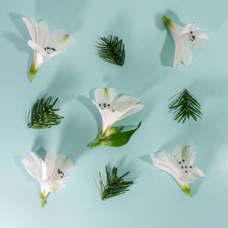 Alstroemeria flowers and needles lying on a blue background.の写真素材