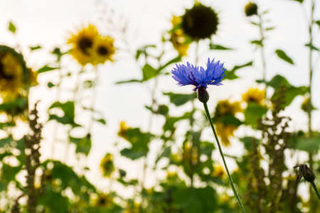 flower field, sunflowers and knapweed.の写真素材