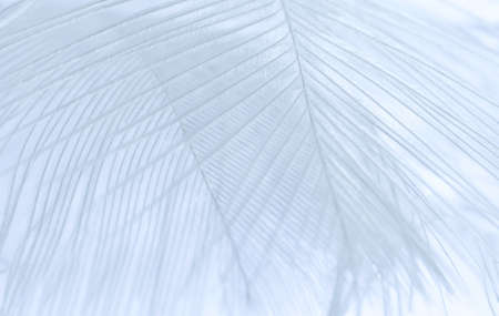background, macro photography swan feather.の写真素材