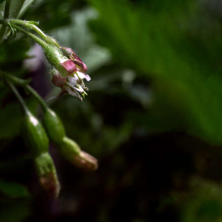 flower and ovary of gooseberry in low keyの写真素材