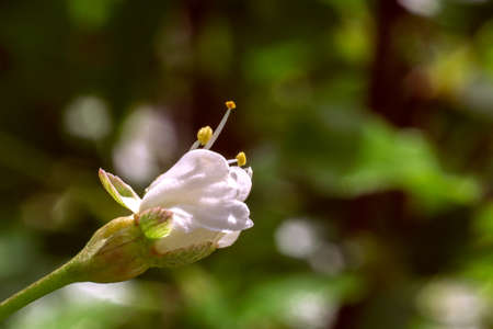 Cherry blossoms in april gardenの写真素材