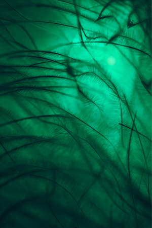 background, macro photography swan feather in green colorの写真素材