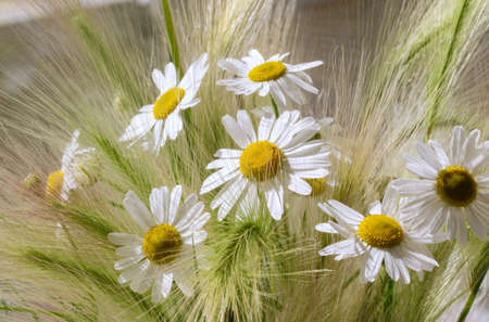 card with a summer bouquet of daisies.の写真素材