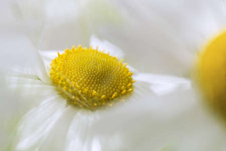 summer card with camomile and blurry background.の写真素材