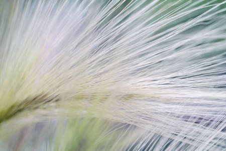 blurred multi-colored bundles of feather grass, backgroundの写真素材