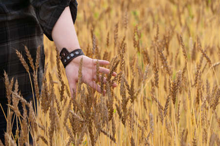 hand of a girl running in a wheat fieldの写真素材
