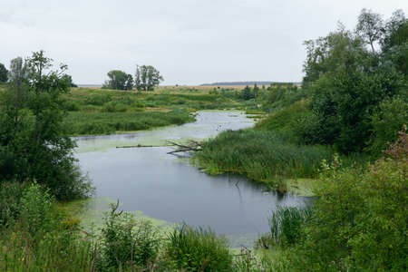 swampy river in the forest in summerの写真素材