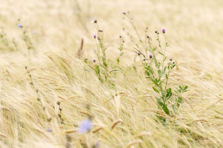 flowering weed among the ears of barley