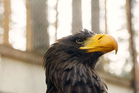 close-up portrait of a golden eagle with a bright yellow beak