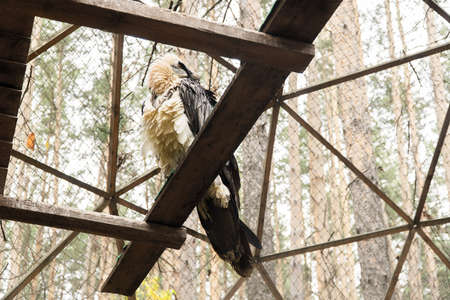 rare eagle sits on wooden construction in nursery