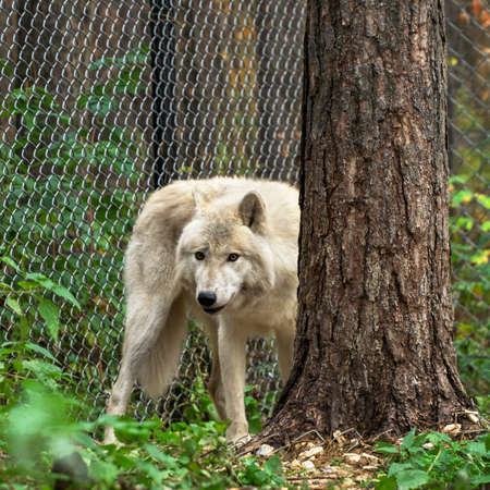 polar wolf hiding behind a thick pine tree