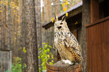 owl with bright eyes sits on a pedestalの写真素材
