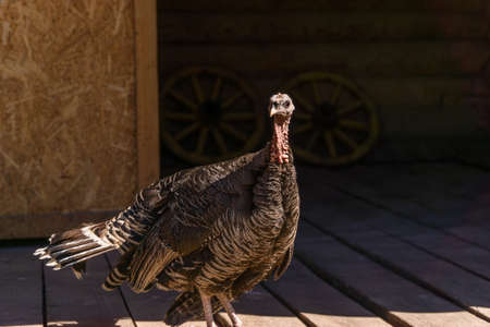 turkey on the background of a barn on a farmの写真素材