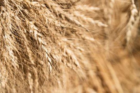 harvested ears of wheat in late summerの写真素材